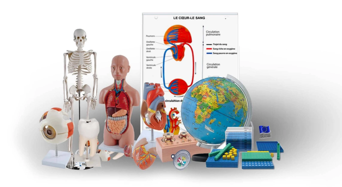 Ensemble didactique médical - matériel pédagogique